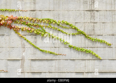 Vignes d'Escalade sur mur blanc à motifs en bois Banque D'Images