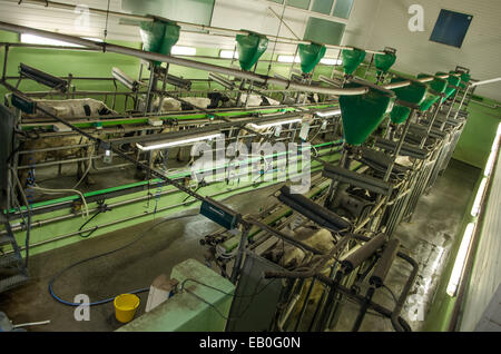 Vaches dans la station de traite Banque D'Images