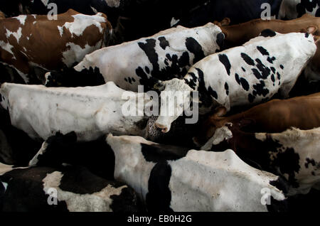 Les vaches d'attente prêt à entrer dans la station de traite à Puxton à Somerset Park Banque D'Images