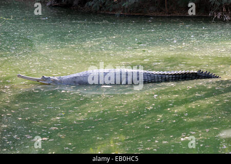 , Crocodile gavial, gavial, Gavialis, l'eau, le poisson mangeur, queue, les grandes dents à New Delhi, en Inde. Banque D'Images