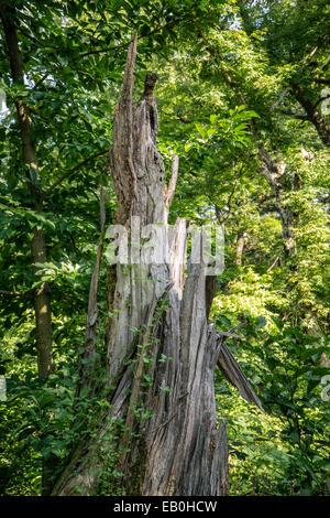 Arbre mort avec vigne dans une forêt Banque D'Images