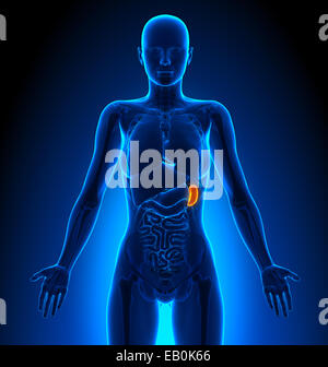 Rate - organes femelles - Anatomie Humaine Banque D'Images