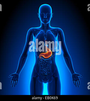 Estomac - organes femelles - Anatomie Humaine Banque D'Images