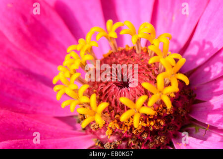 Libre de rose Zinnia elegans dans un champ de fleurs Banque D'Images