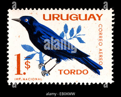 Timbre-poste de l'Uruguay illustrant un aspect brillant (Molothrus bonariensis) vacher Banque D'Images