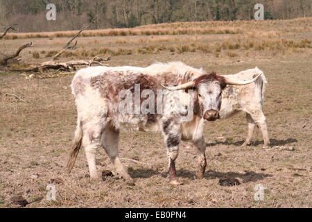 Profiter du soleil de la vache à la réserve naturelle de Brockholes, près de Preston Banque D'Images