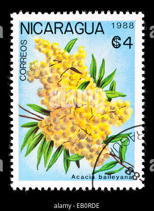 Timbre-poste représentant du Nicaragua Merimbula (Acacia baileyana mimosa) Banque D'Images