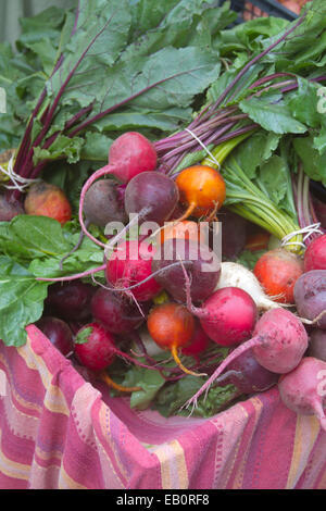 Close up of a colorés, matières organiques, les betteraves, le jardin à la vente à un marché de producteurs Banque D'Images