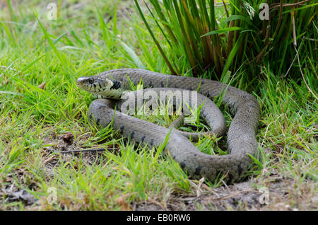 Grass snake [Natrix natrix] avec et se reposer. Sussex, UK. Banque D'Images