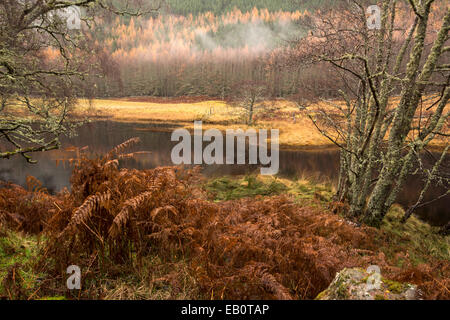 River Cannich, Muchrachd, Inverness Shire, Ecosse Banque D'Images