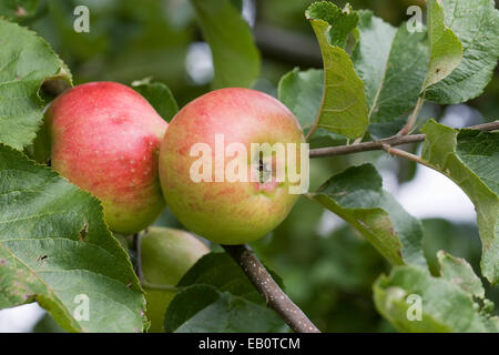 Malus domestica. Pommes de table 'croissant dans un verger. Banque D'Images