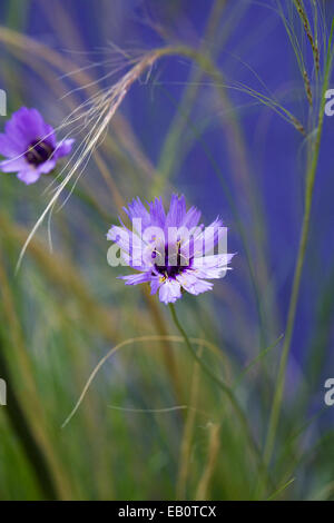 Catananche caerulea. Dart Cupids culture des fleurs contre un mur bleu. Banque D'Images