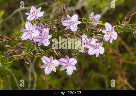 Australis Thysanotus, Twining Fringe Lily in Lesueur NP, WA, Australie Banque D'Images