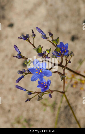 Chamaescilla corymbosa, Bleu Squill Lesueur dans NP, WA, Australie Banque D'Images