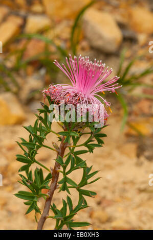 Isopogon dubius Pincushion Coneflower dans Lesueur NP, WA, Australie Banque D'Images