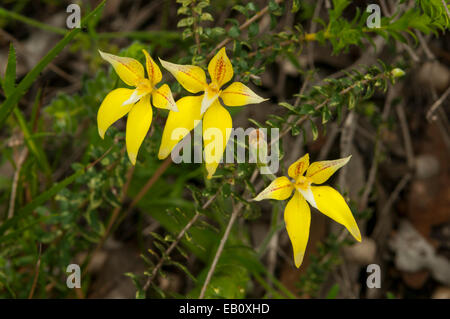 Caladenia flava, coucou bleu Orchid in Lesueur NP, WA, Australie Banque D'Images