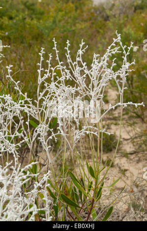 Conospermum stoechadis, commune de Smokebush Lesueur NP, WA, Australie Banque D'Images