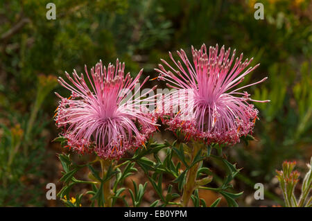 Isopogon dubius Pincushion Coneflower dans Lesueur NP, WA, Australie Banque D'Images