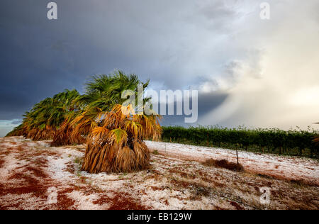 Minutes après une violente tempête de grêle ont balayé une vigne à raisin, Wentworth, NSW Australie Banque D'Images