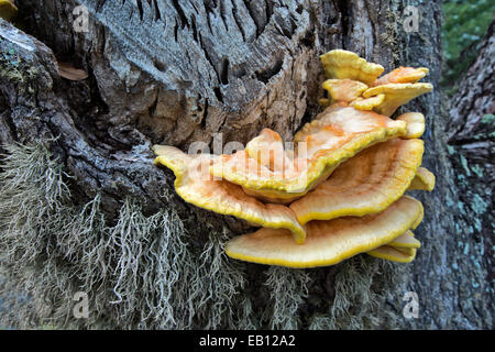 Soufre Shelf Conk, Coastal Live Oak. Banque D'Images