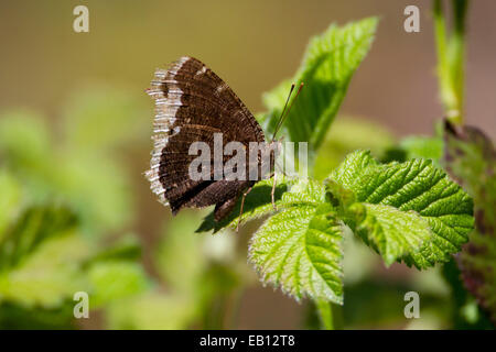 Manteau de deuil (Nymphalis antiopa) papillon en usines à Buttertubs Marsh, Nanaimo, C.-B., l'île de Vancouver, Canada, en avril Banque D'Images