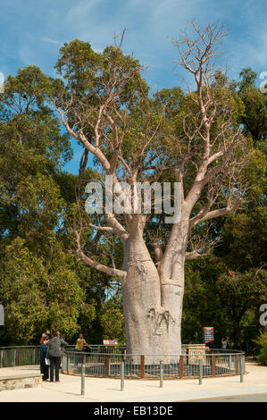 Boab Tree dans Kings Park, Perth, WA, Australie Banque D'Images