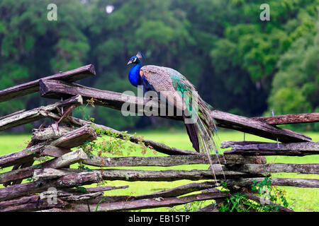 Un mâle paon indien reposant sur une clôture en bois, Magnolia Plantation, Charleston, Caroline du Sud Banque D'Images