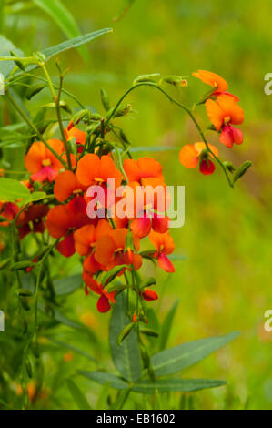 Bossiaea aquifolium, Bush l'eau dans Leeuwin Naturaliste NP, WA, Australie Banque D'Images