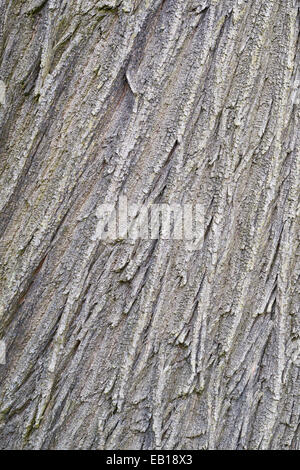 Un gros plan de l'écorce des arbres altérés, la texture. Banque D'Images