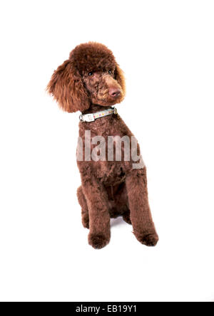Un chiot caniche miniature isolé sur un fond blanc. Banque D'Images