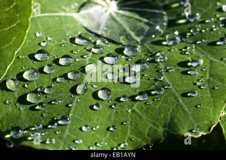 Dewdrops en congé Banque D'Images