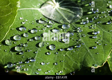 Dewdrops en congé Banque D'Images