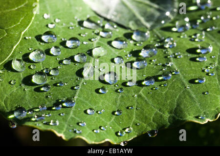 Dewdrops en congé Banque D'Images