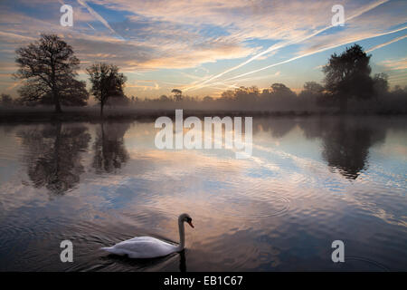 Pays Langley Park à Slough, Berkshire, Royaume-Uni. 24 novembre, 2014. Les traînées d'avions plus de Heathrow sont pris dans l'aube soleil. Crédit : Kevin Day/Alamy Live News Banque D'Images