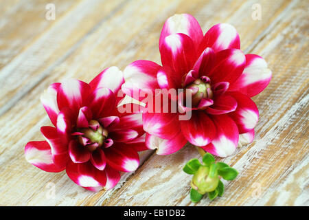 Dalia fleurs sur la surface en bois rustique Banque D'Images