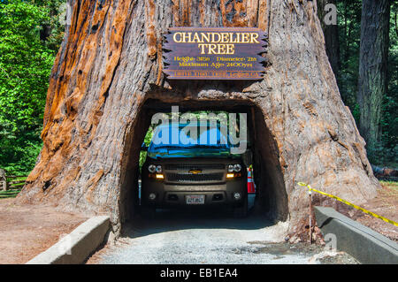 La célèbre attraction de Redwood National Park - un lecteur à travers l'arbre Banque D'Images