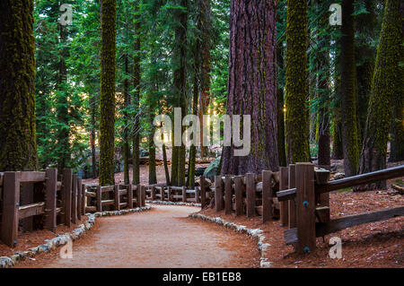 Bois Rouge Sentier dans un parc de Sequoia Banque D'Images