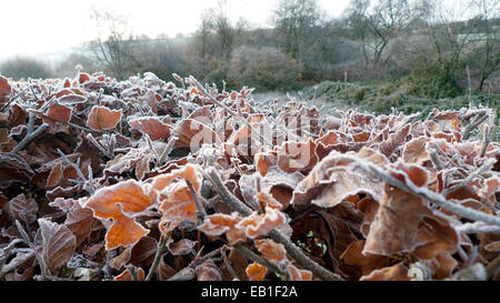 La première gelée de la saison en novembre 2014 à l'automne sur un beau matin dans le Carmarthenshire Galles campagne/ Feuilles sur le haut d'une haie de hêtre garnis sont décrites dans les lignes blanches. KATHY DEWITT Banque D'Images