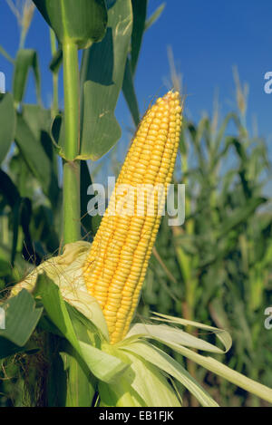 Maïs maïs mûr avec l'oreille de graines jaunes sur vitre d'un plant de maïs cultivés en champ agricole cultivée Banque D'Images