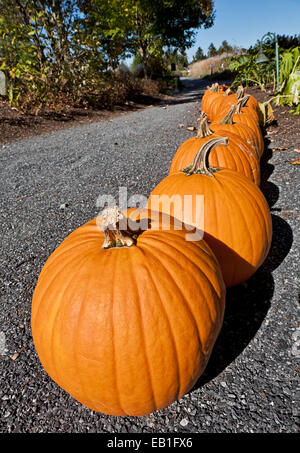 Ligne de citrouilles en Nouvelle Angleterre Banque D'Images