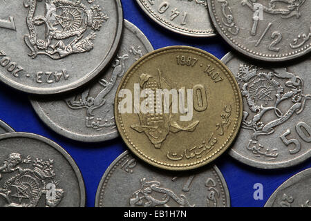 Coins du Maroc. Épi de blé représenté dans la pièce santim marocain 10. Banque D'Images