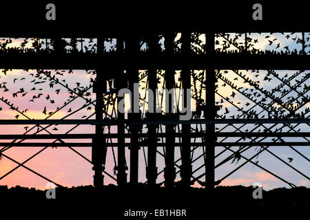 Aberystwyth, Pays de Galles, Royaume-Uni. 23 novembre 2014. Silhouetted against a sunset, les étourneaux se disputent les meilleurs parmi les perchoirs metal cadre à l'embarcadère d'Aberystwyth. Le temps froid qui a apporté plus d'oiseaux dans les gîtes de la comté chaleur relative de cette pluie sous la jetée. Credit : Alan Hale/Alamy Live News Banque D'Images