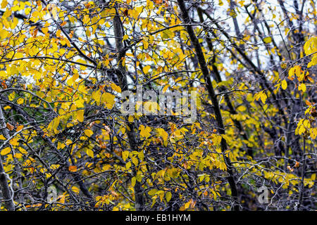 Voir l'automne de la Croix (Krizevac) Mountain à Medjugorje en Bosnie Erzegovina ed : arbres brunâtre, mauvaises herbes vertes, orange et des feuilles jaunes Banque D'Images