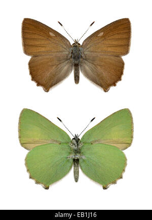 Green Hairstreak Callophrys rubi - Upperwing - (haut) (en bas) Banque D'Images