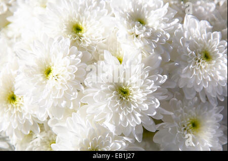 Bouquet de chrysanthèmes d'automne blanc, Close up Banque D'Images
