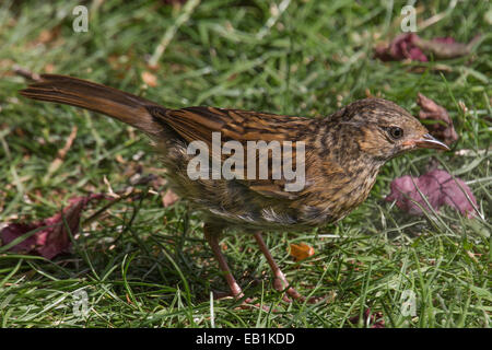 Un nid (Prunella modularis) oiseau trouvé dans le Royaume-Uni et le reste de l'Europe. C'est un convoyeur au sol. Banque D'Images