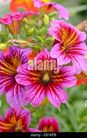 Langue maternelle (Salpiglossis sinuata peint 'Royale' mixte) Banque D'Images