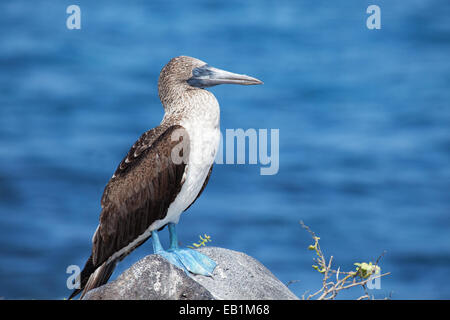 Blue-footed Booby Sula nebouxii, les Galapagos, de Banque D'Images