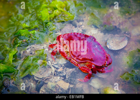 Le crabe et d'algues dans une piscine dans les rochers à marée basse à Sechelt, Colombie-Britannique, Canada Banque D'Images