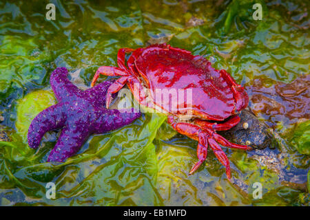 Purple starfish (Pisaster ochraceus) et crabe rouge sur les algues à marée basse à Sechelt, Colombie-Britannique, Canada Banque D'Images